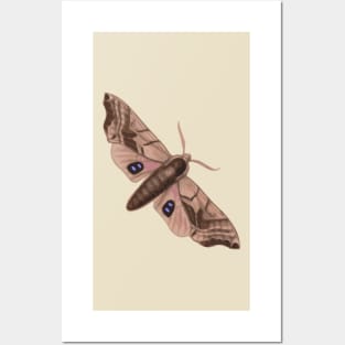 Moth Posters and Art